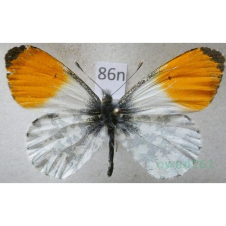 Anthocharis cardamines (Linnaeus, 1758) male Zorzynek rzeżuchowiec Poland86n